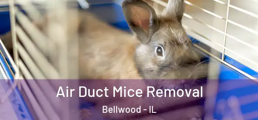 Air Duct Mice Removal Bellwood - IL